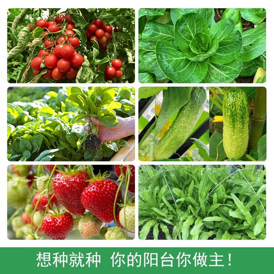 Vegetable seeds, large-leaf coriander, four-season chives, sowing potted peppers, tomatoes, autumn seeds, planting on the balcony