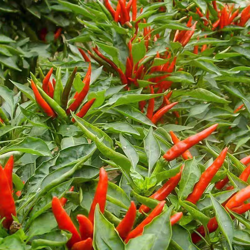 方震小米辣椒种子特辣高产朝天椒种籽四季阳台盆栽蔬菜种子大全