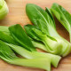 Chinese cabbage Dwarf Shanghai green seeds