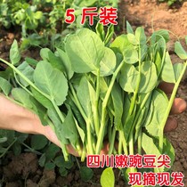 Sichuan pea tip when season Sichuan fresh vegetable cusp pea Miao leaves to make vegetable farmers self-seed non-seed