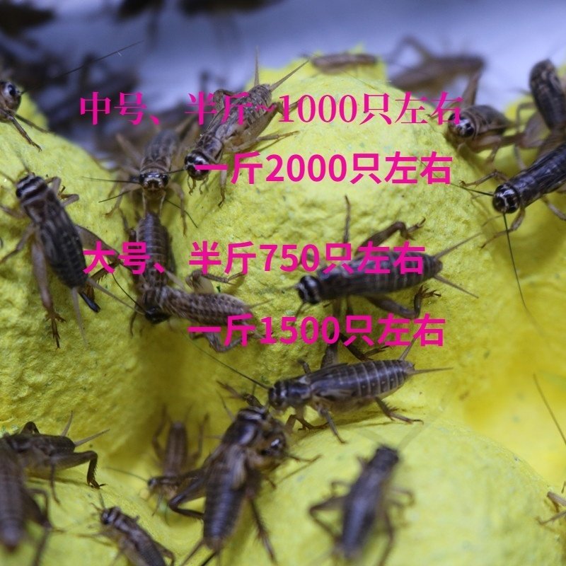 昆虫活体饲料白蟋蟀蛐蛐大中小号针头爬虫鸟龟守宫宠物食物包邮,淘宝优惠券,粉丝福利购,淘宝优惠卷
