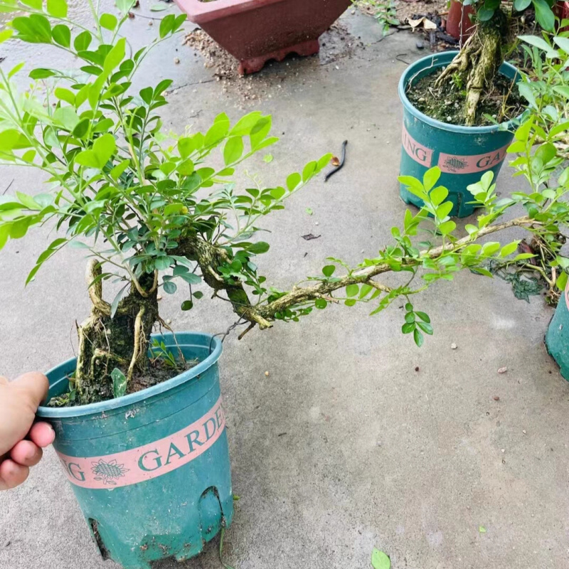 提根悬崖清誉栀子花临水飘枝造型盆景开花浓香阳台花园植物水横枝-图0