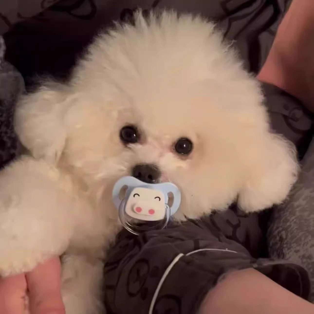 狗狗专用安抚仿生奶嘴宠物玩具幼犬磨牙解闷幼犬比熊猫咪新生睡觉,淘宝优惠券,粉丝福利购,淘宝优惠卷