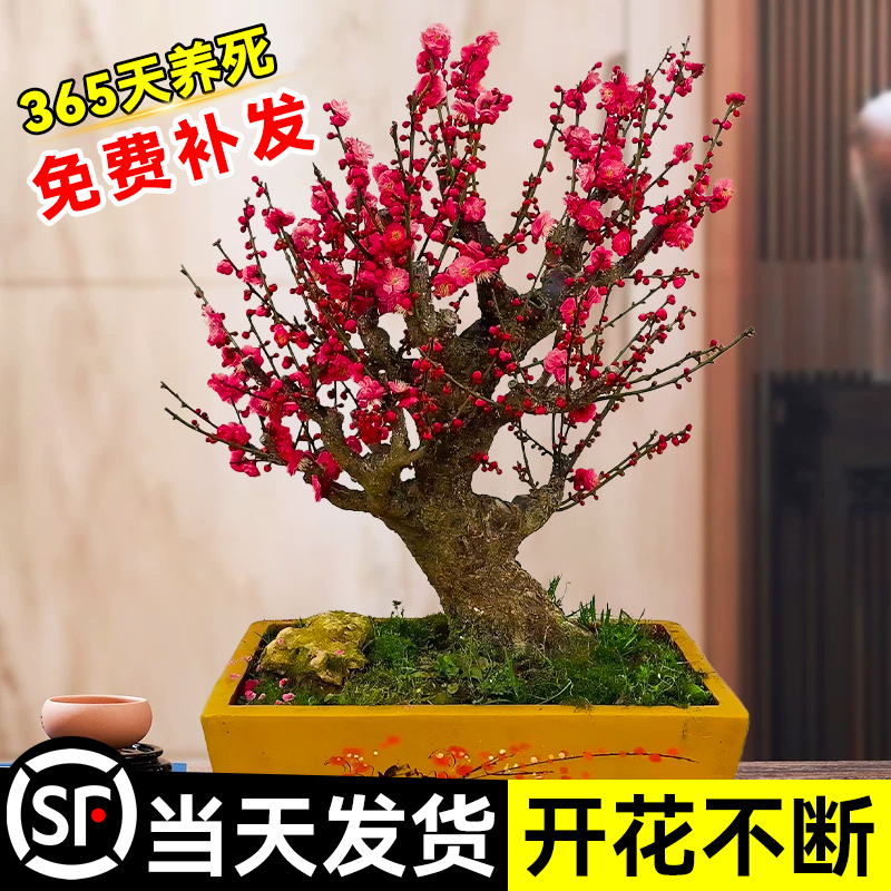 梅花盆栽树苗带花原生老桩红梅腊梅耐寒花卉庭院植物室内四季浓香-图0