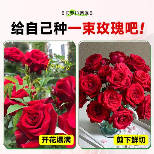 卡罗拉月季玫瑰花苗四季浓香型花卉耐寒耐热好养活阳台盆栽植物 - 图3