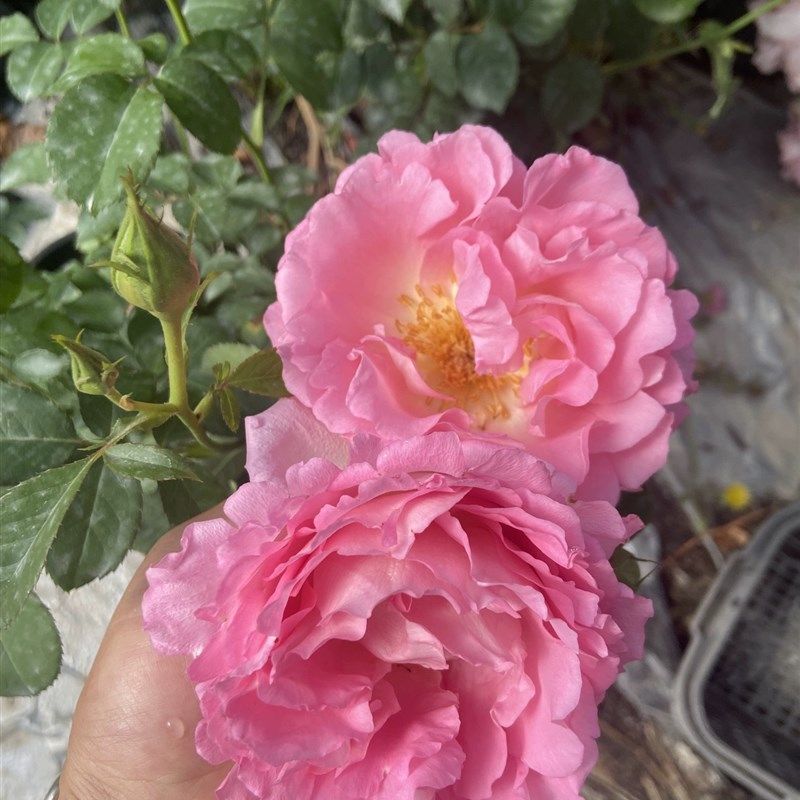 一加仑扦插中苗 河本绊 原盆原土发货,淘宝优惠券,粉丝福利购,淘宝优惠卷