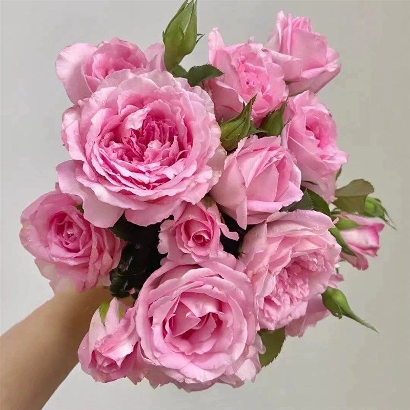 一加仑扦插中苗 河本绊 原盆原土发货,淘宝优惠券,粉丝福利购,淘宝优惠卷