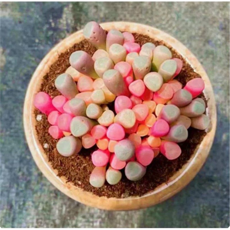 彩色粉五十铃玉锦多肉植物稀有品种精品贵货办公桌美观盆栽,淘宝优惠券,粉丝福利购,淘宝优惠卷