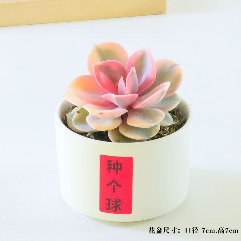 蜜桔糖球多肉植物室内盆栽密叶枝干番杏名贵花卉办公阳台高端稀有,淘宝优惠券,粉丝福利购,淘宝优惠卷