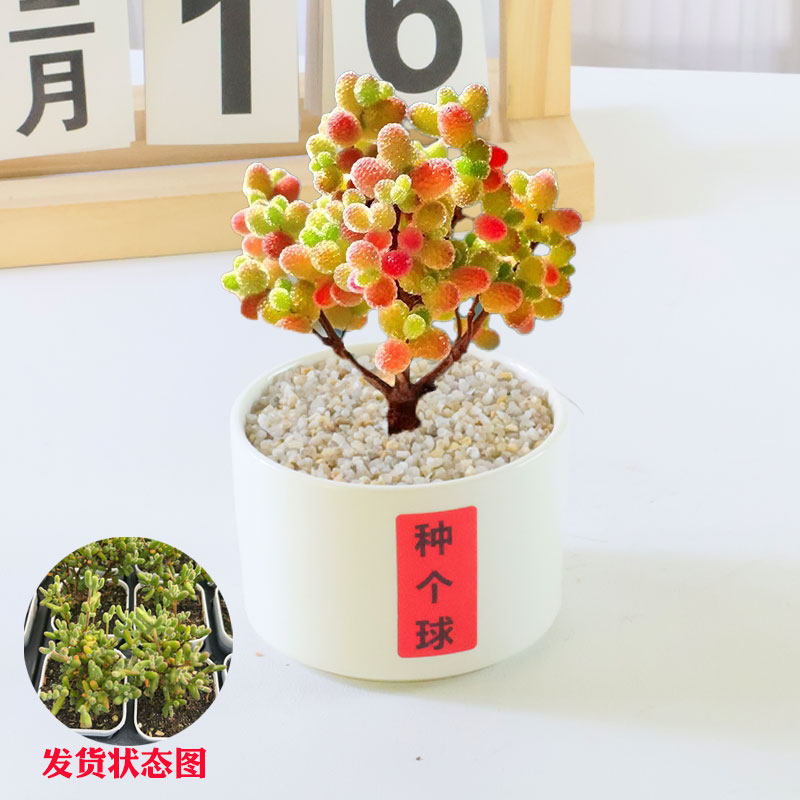 蜜桔糖球多肉植物室内盆栽密叶枝干番杏名贵花卉办公阳台高端稀有,淘宝优惠券,粉丝福利购,淘宝优惠卷