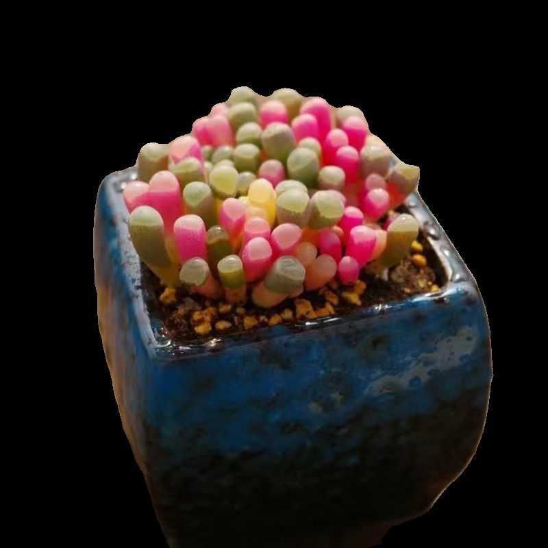 彩色粉五十铃玉锦多肉植物稀有品种精品贵货办公桌美观盆栽,淘宝优惠券,粉丝福利购,淘宝优惠卷