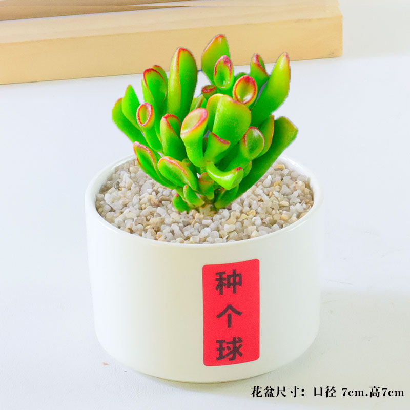 蜜桔糖球多肉植物室内盆栽密叶枝干番杏名贵花卉办公阳台高端稀有,淘宝优惠券,粉丝福利购,淘宝优惠卷