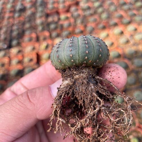 稀有大型士童豹之子开花无刺艳姬仙人球室内阳台多肉植物小盆栽 - 图1