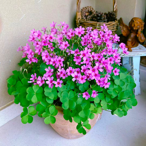 红花酢浆草种球紫叶草多年生花苗三叶草种子庭院盆栽地栽四季花卉 - 图0