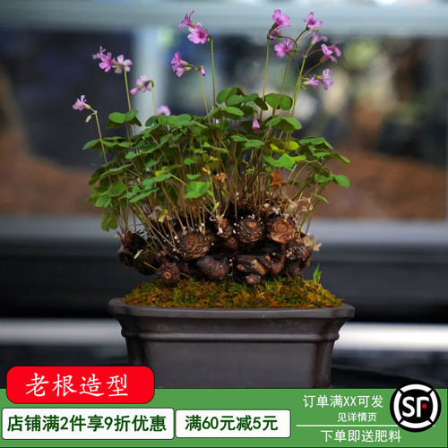 红花酢浆草种球紫叶草多年生花苗三叶草种子庭院盆栽地栽四季花卉 - 图2