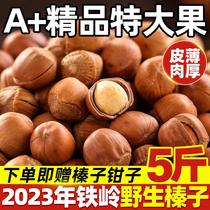 Northeast Terrific 2023 large hazelnut fresh iron Ridge wild opening thin leather Fried cooked raw taste dried fruit nuts