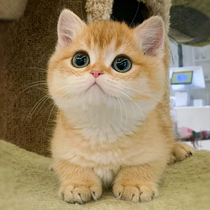 English short golden asymptotic young cat short footed cat 1125 color long hair blue gold and silver focus color pure breed pet cat living object