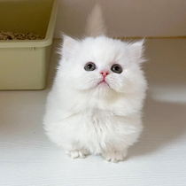 Napoleon young cat short foot cat pure white manky Conminut pet cat kitty kitty short leg cat