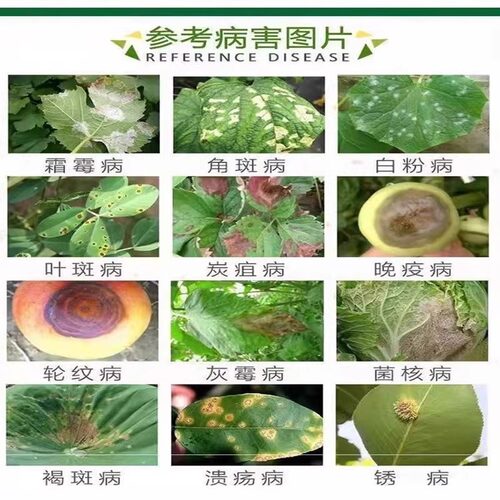 核桃树专用药黑皮褐斑白粉腐烂病烂果黑水病通用杀菌剂核桃病全治 - 图3