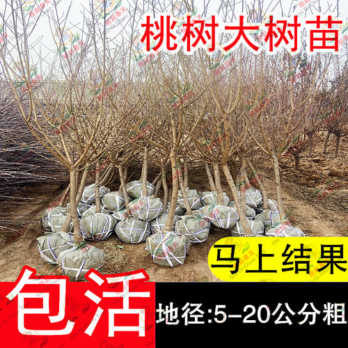 特大冬桃树果苗果树嫁接黄桃油桃盆栽地栽南北方四季种植庭院大树 - 图2