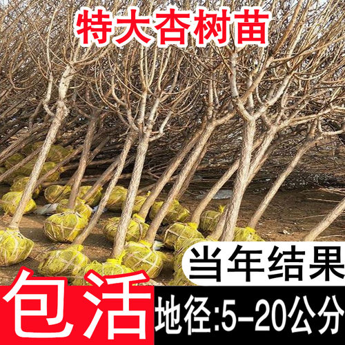 特大杏树果苗果树嫁接树苗南方北方四季种植盆栽地栽庭院大树 - 图0
