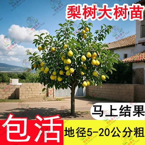 特大秋月梨树果苗果树大树砀山梨皇冠翠冠嫁接南北方四季种植庭院 - 图1