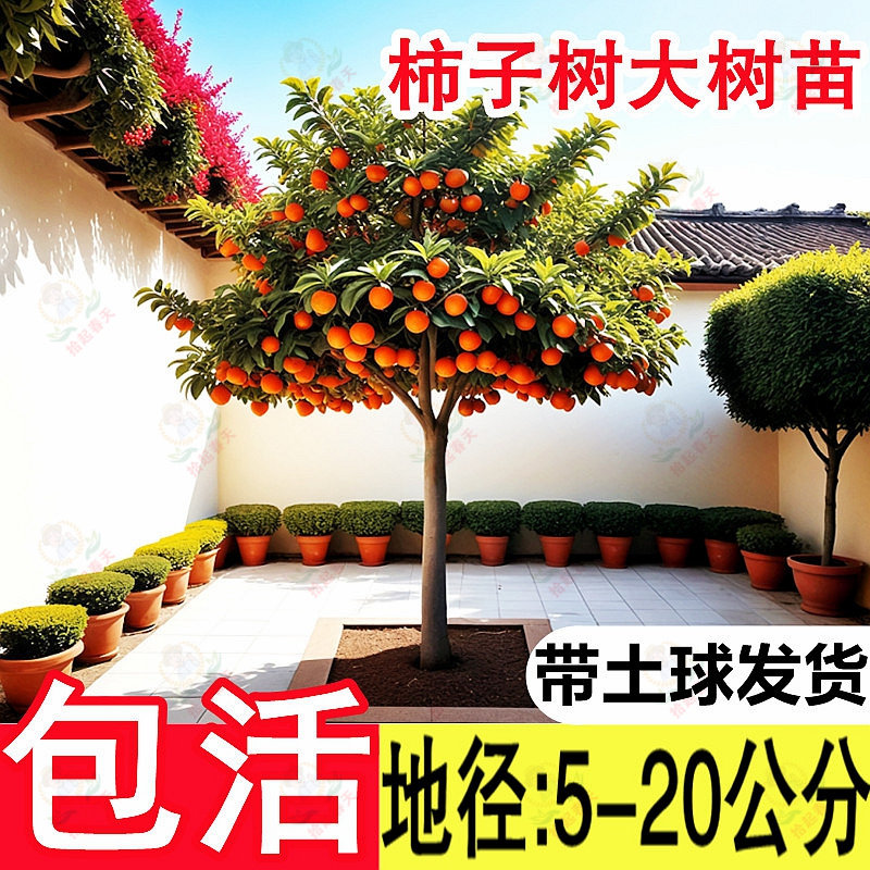 特大脆甜火晶柿子树红皮果树果苗嫁接树南方北方种植盆栽地栽庭院,淘宝优惠券,粉丝福利购,淘宝优惠卷