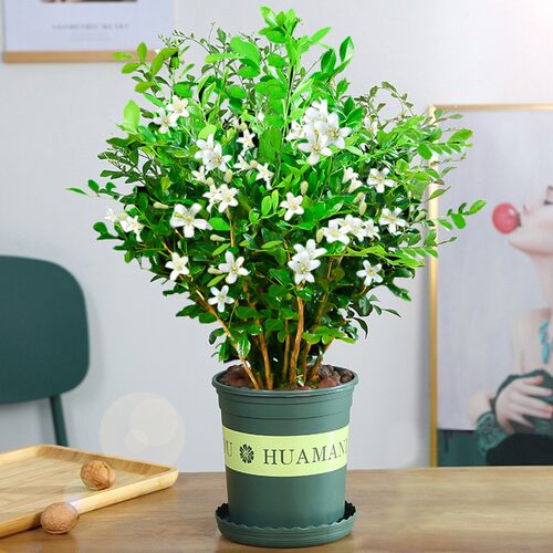 九里香精品开老桩树苗水培花卉盆栽绿植七里香室内植物千里香四季 - 图2