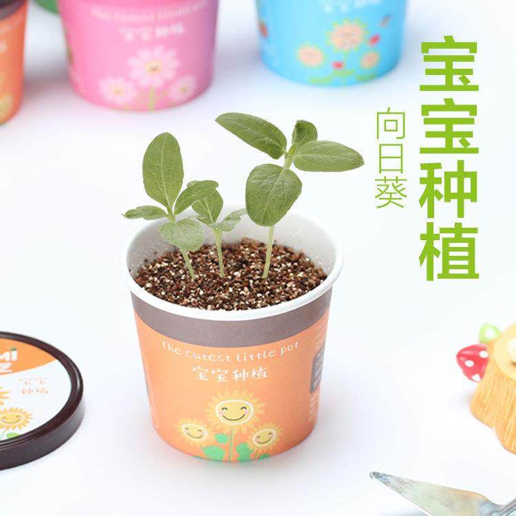 爆款桌面小盆栽DIY创意植物办公摆件防辐射宝宝种植迷你鲜花康乃,淘宝优惠券,粉丝福利购,淘宝优惠卷