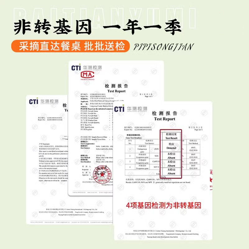 东北白糯玉米250g*8支真空包装新玉米粘糯玉米棒苞米非即食现摘-图1