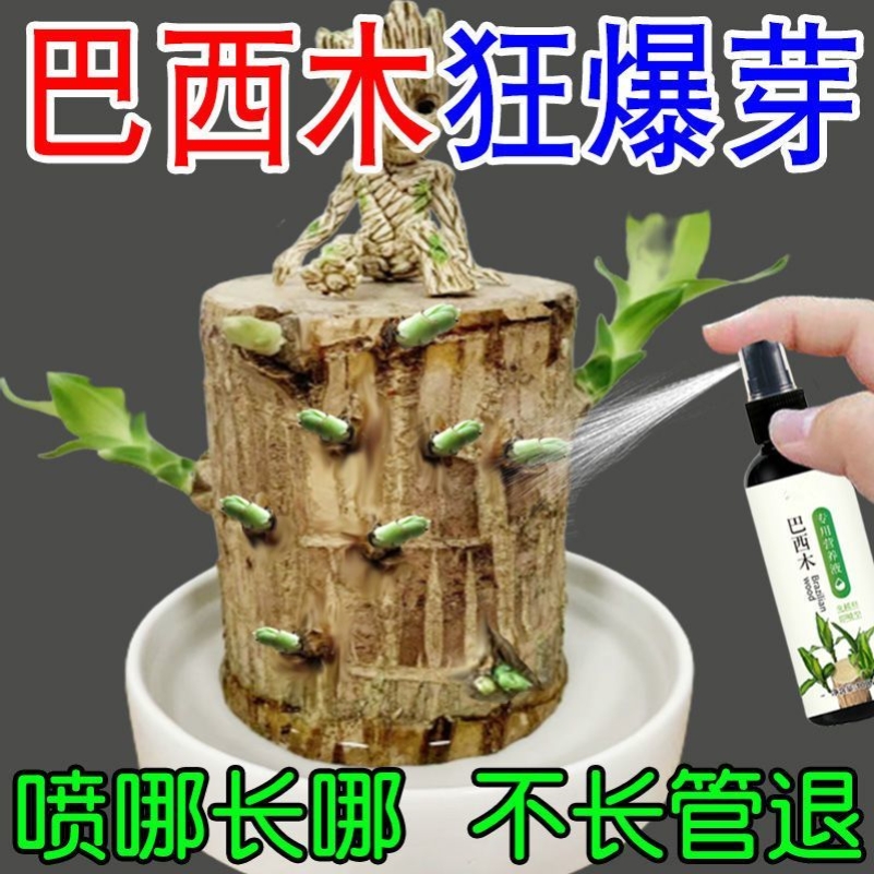 巴西木营养液专业养花肥料幸运木水培水养植物肥料用盆栽巴西木肥 - 图1