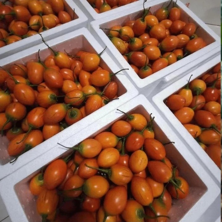 云南特产新鲜树番茄洋酸茄云南特产鸡蛋果,淘宝优惠券,粉丝福利购,淘宝优惠卷