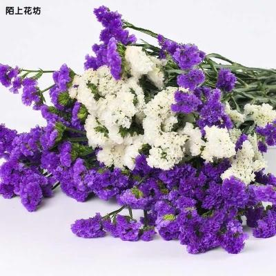 云南勿忘我干花混搭家居摆设小清新混搭干花插花客厅摆件装饰花枝-图0