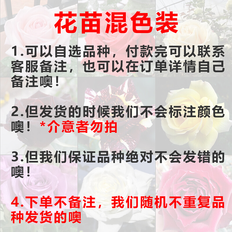 昆明基地食用玫瑰花苗平阴玫瑰滇红金边墨红大马士革小苗盆栽花卉 - 图3