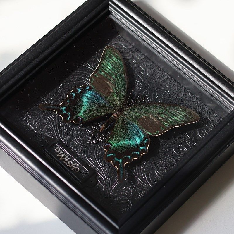 绿带翠凤蝶真蝴蝶标本展示画标本画成品摆件装饰画生日礼物挂框画 - 图1