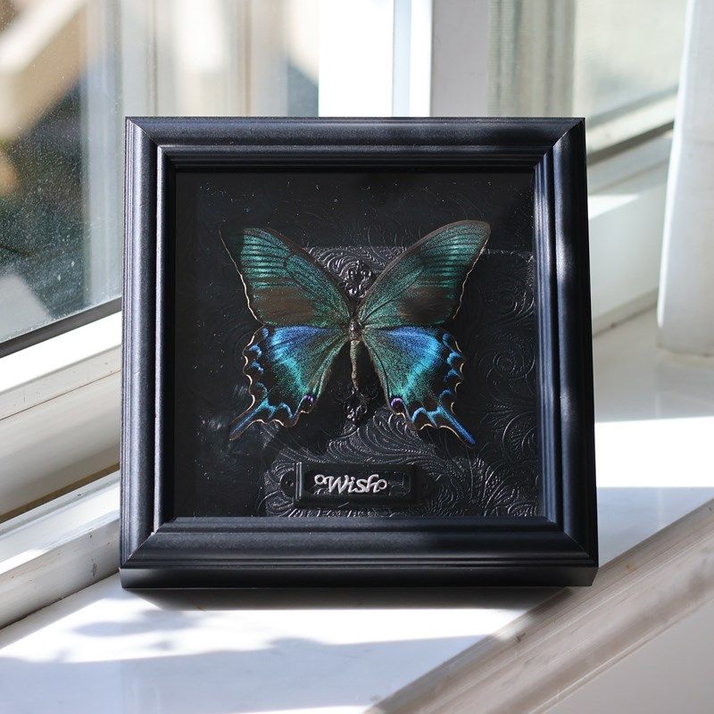 绿带翠凤蝶真蝴蝶标本展示画标本画成品摆件装饰画生日礼物挂框画 - 图2