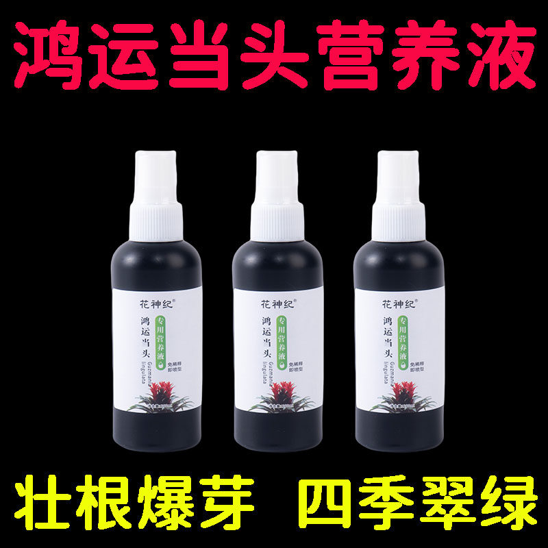 【急救】鸿运当头营养液专用预防黄叶不开花枯萎保花延花期花增艳
