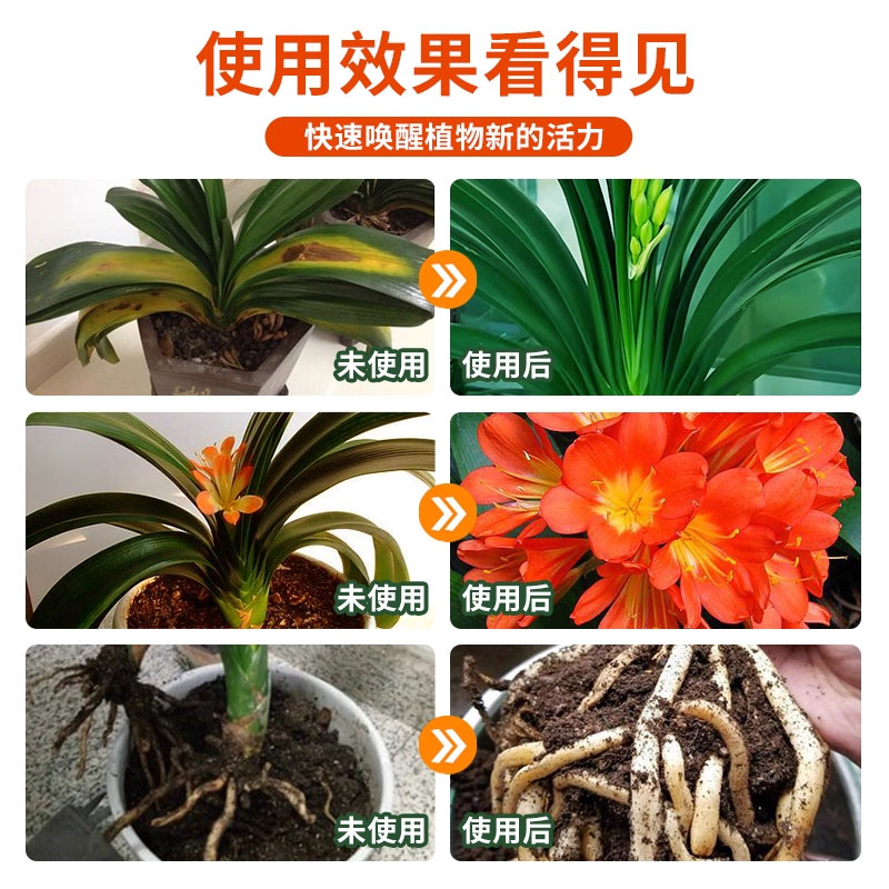 君子兰专用营养液养君子兰专用营养液肥料栽种盆栽肥专用肥通用 - 图1