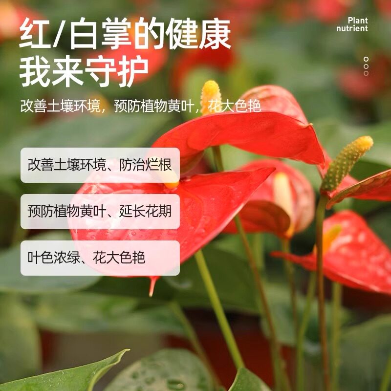 红掌白掌专用营养液一帆风顺叶子发黄焦边干枯不开花盆栽通用