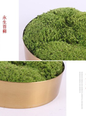 新中式仿真微观绿植枯山水盆景售楼处洽谈桌书房Y 永生苔藓