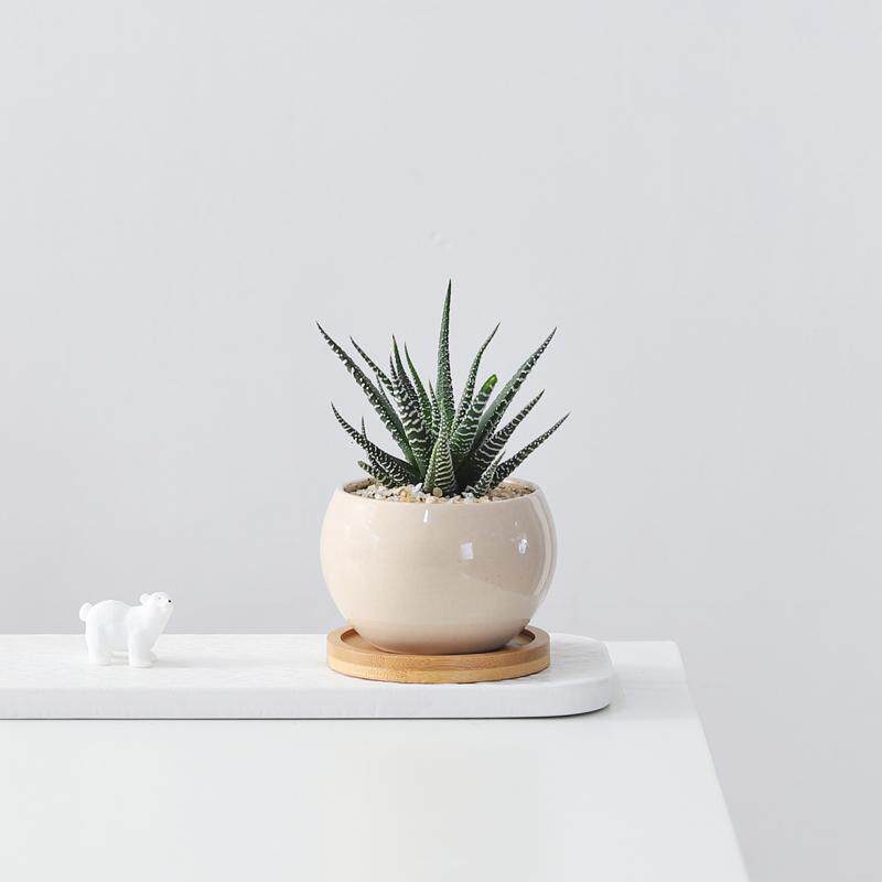 仙人掌多肉盆栽办公室工位植物客厅书房室内耐旱好养花卉桌面绿植,淘宝优惠券,粉丝福利购,淘宝优惠卷