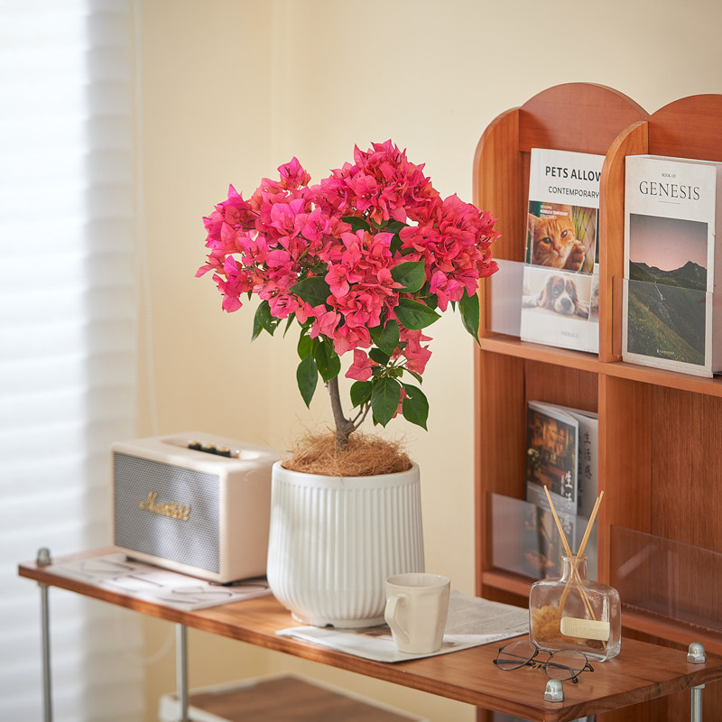 绿樱三角梅盆栽带花室内老桩大型爬藤植物四季长青绿植庭院花卉,淘宝优惠券,粉丝福利购,淘宝优惠卷