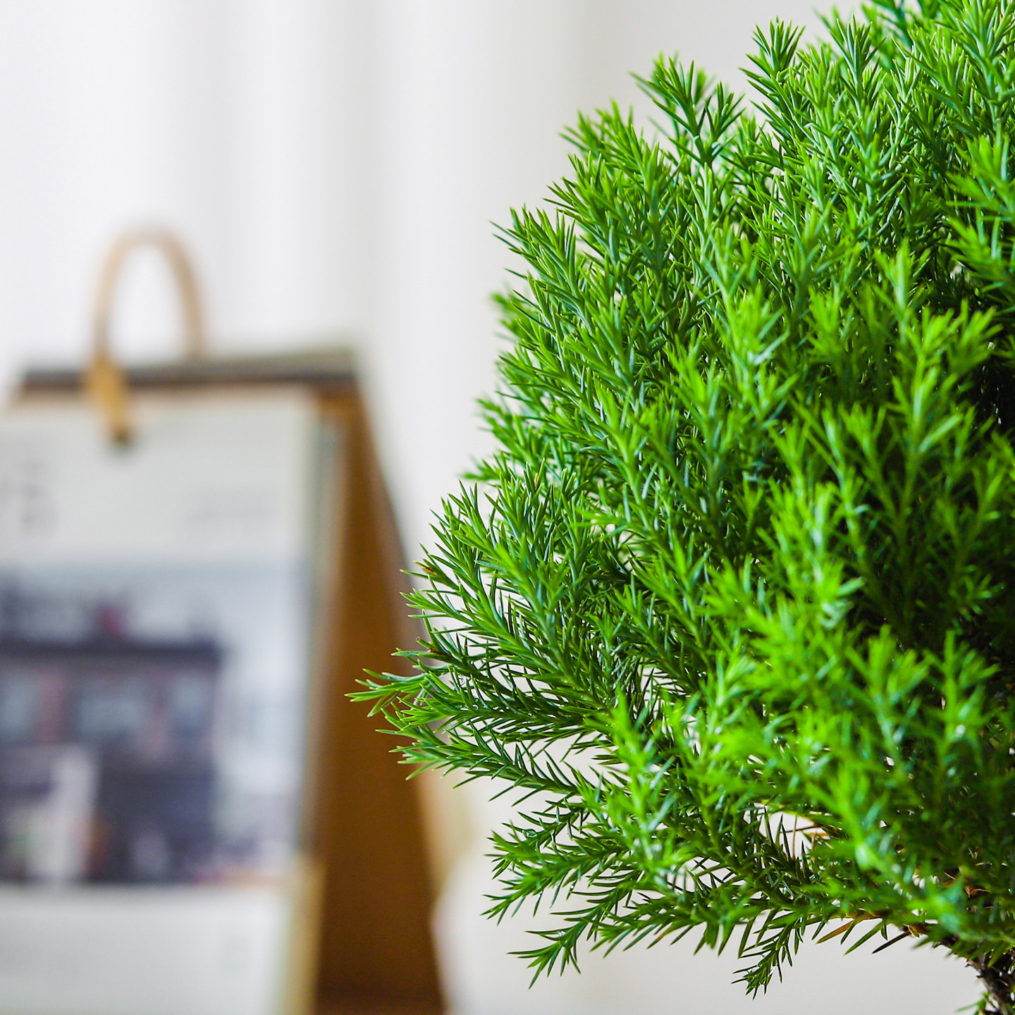 【放轻松】雾凇苔藓球盆栽室内客厅办公室桌面工位创意好养绿植,淘宝优惠券,粉丝福利购,淘宝优惠卷