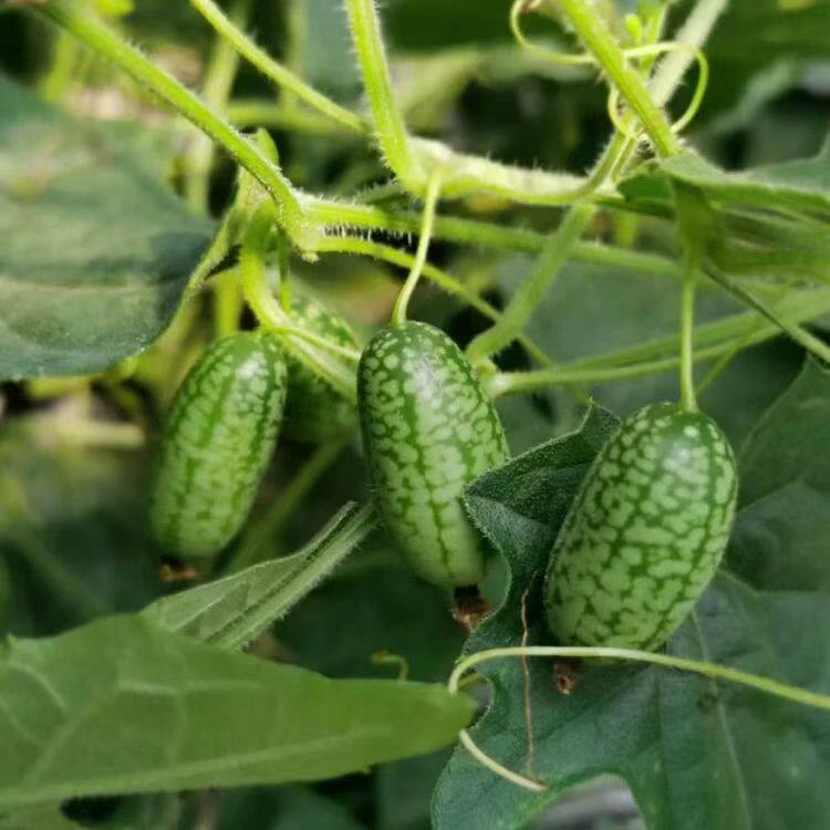 拇指西瓜鲜果迷你网红小西瓜特色水果新鲜孕妇水果稀奇品种,淘宝优惠券,粉丝福利购,淘宝优惠卷