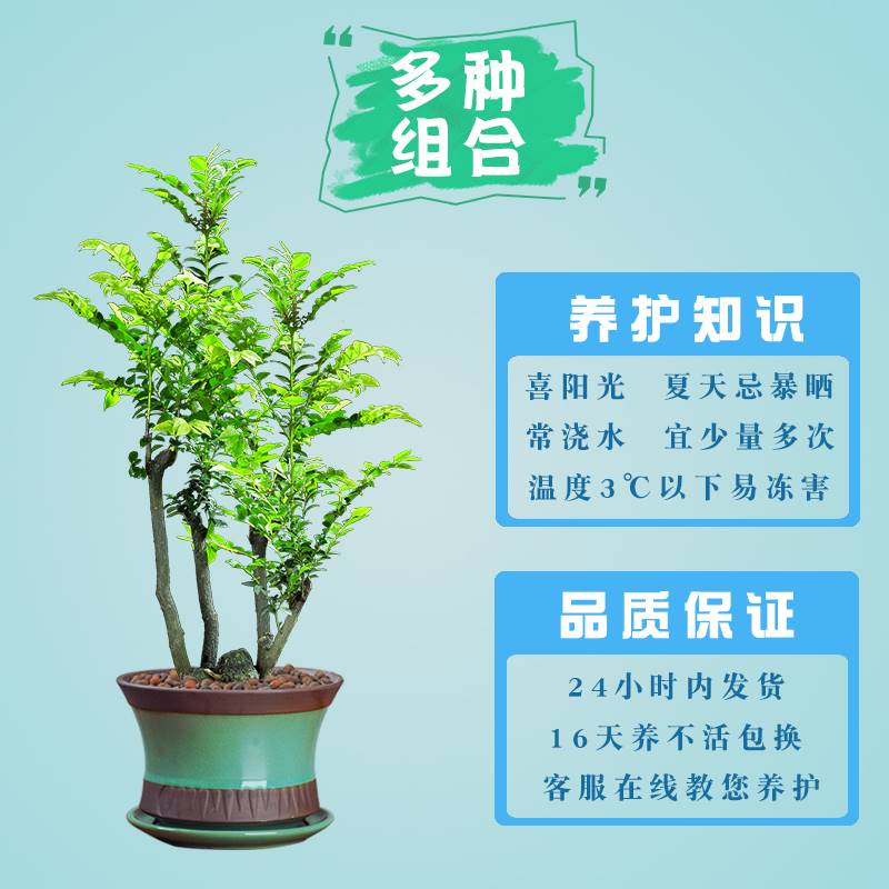 小叶紫檀盆栽老桩盆景四季常青树苗老根木本植物办公绿植好养易活-图2