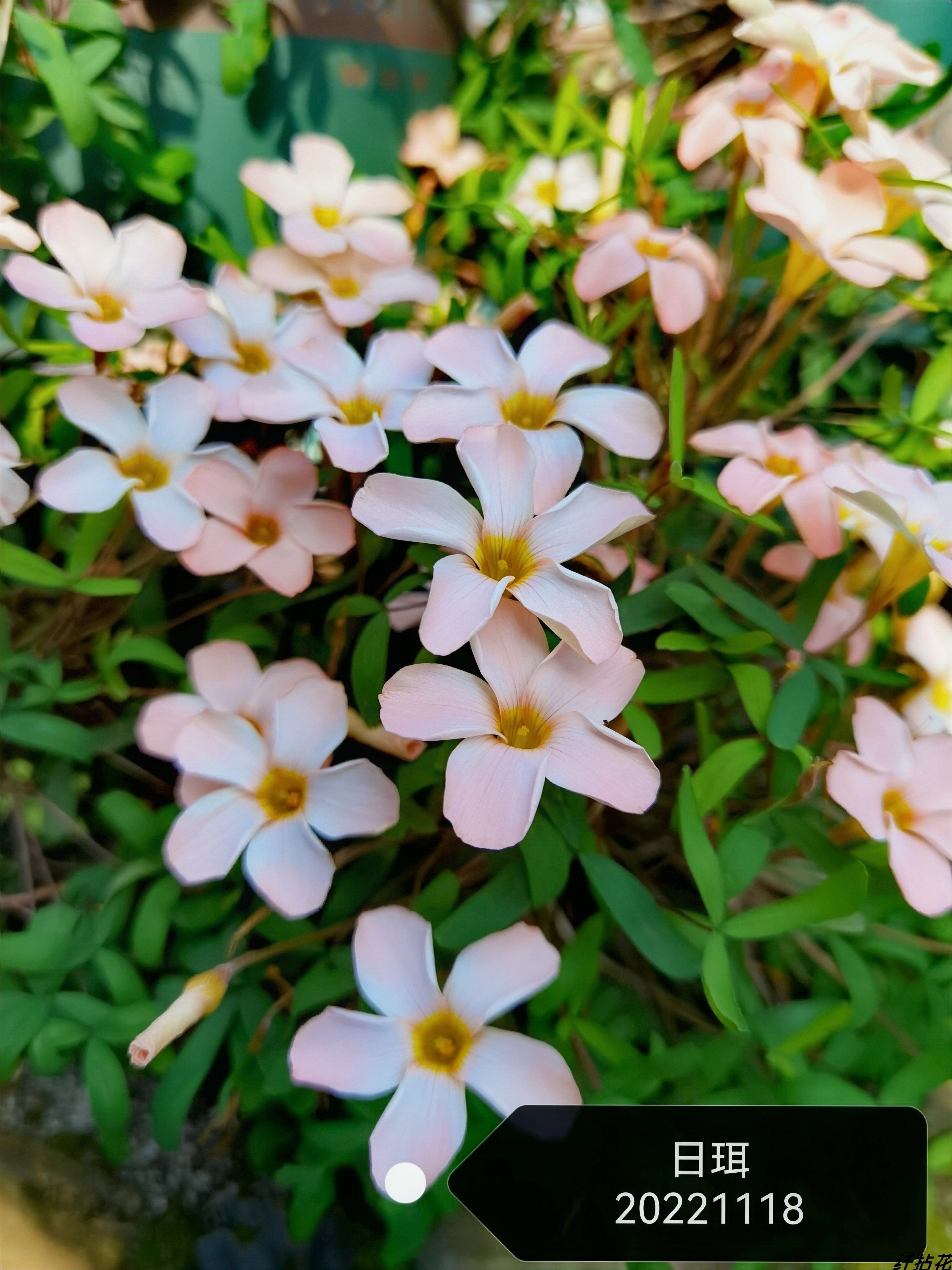 种球酢浆草/日月三姐妹/日珥月晕极地极光早秋花纤细系列3球价