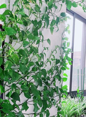 绿萝爬墙固定器绿植花爬藤卡子植物挂钩卡扣夹子粘勾透明缠绕线扣