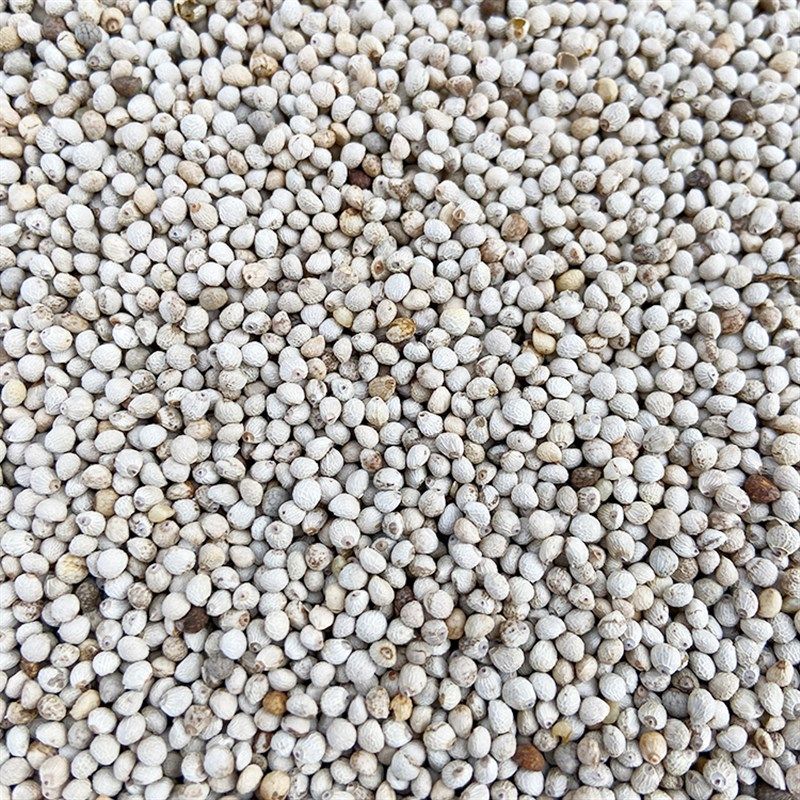 苏子白苏子软苏子鸟食鸟u粮 鹦鹉金丝雀芙蓉鸟黄雀 拍=5斤,淘宝优惠券,粉丝福利购,淘宝优惠卷