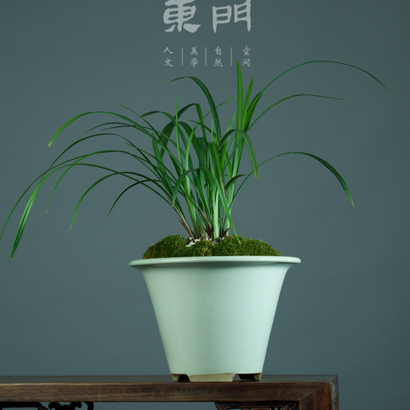 轻奢 东门青箬笠茶沫绿釉斗笠紫砂兰花盆 春兰建兰莲瓣莲蕙兰盆 - 图1