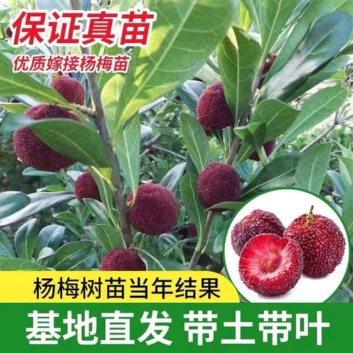 云南杨梅树树苗嫁接黑炭杨梅盆栽南方北方地栽果树苗当年结果特大 - 图3